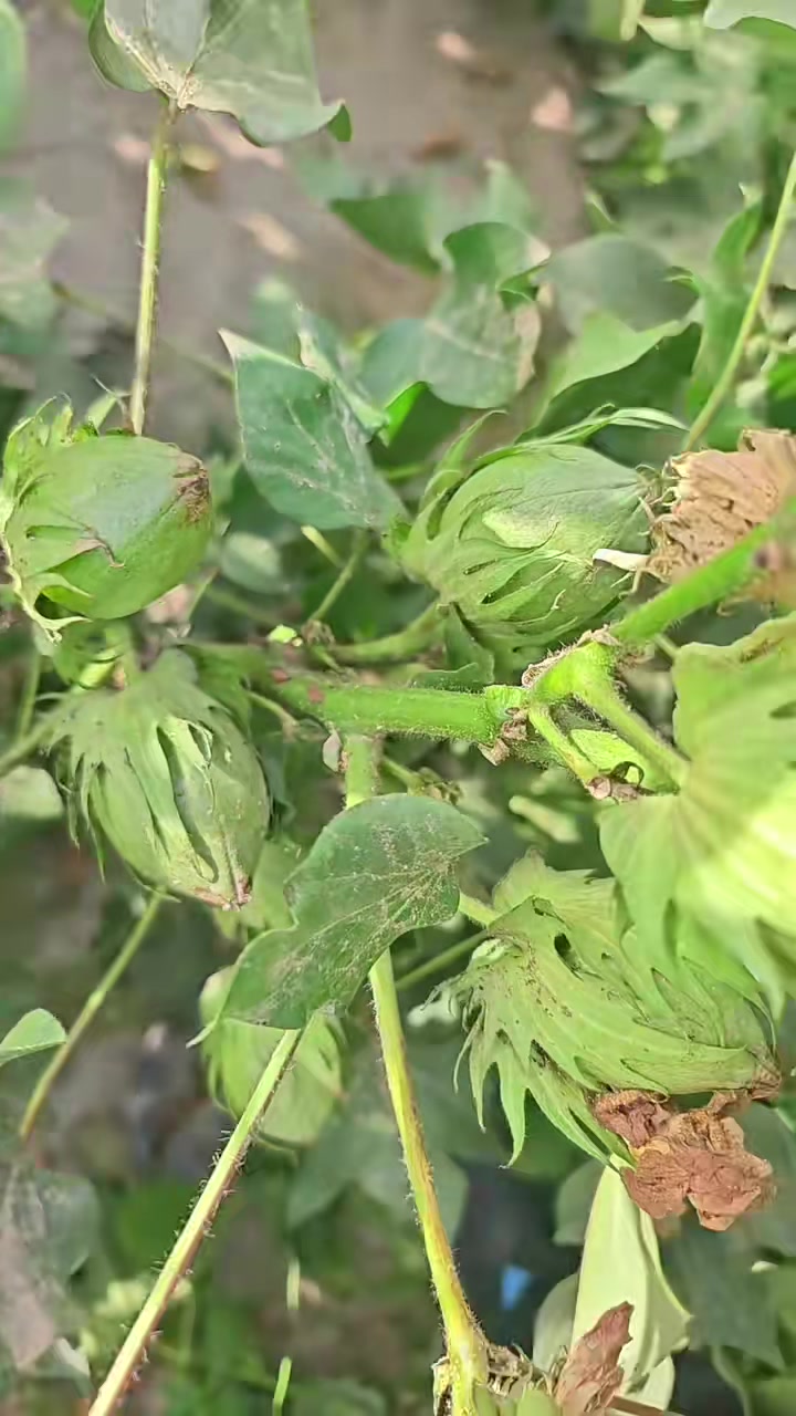 这种“小棉花”会跳团体舞但你最好别碰它