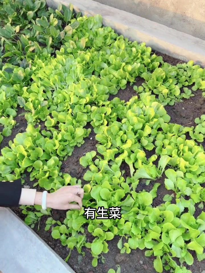 种什么菜产量高且收益好(种什么菜产量高且收益好呢)