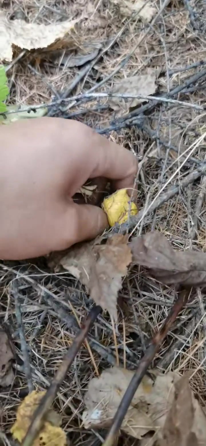 东北最后一茬野生蘑菇,野生小黄蘑!