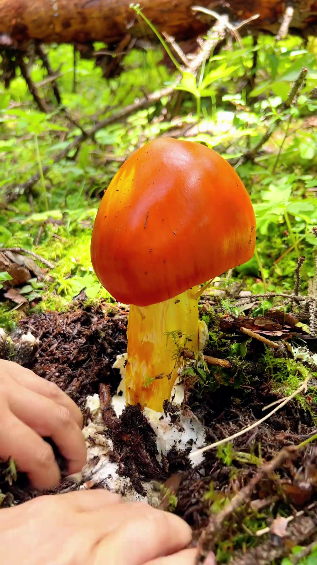 皇天不负捡菌人,这么大的菌子还是第一次捡到,你吃过这种菌子吗