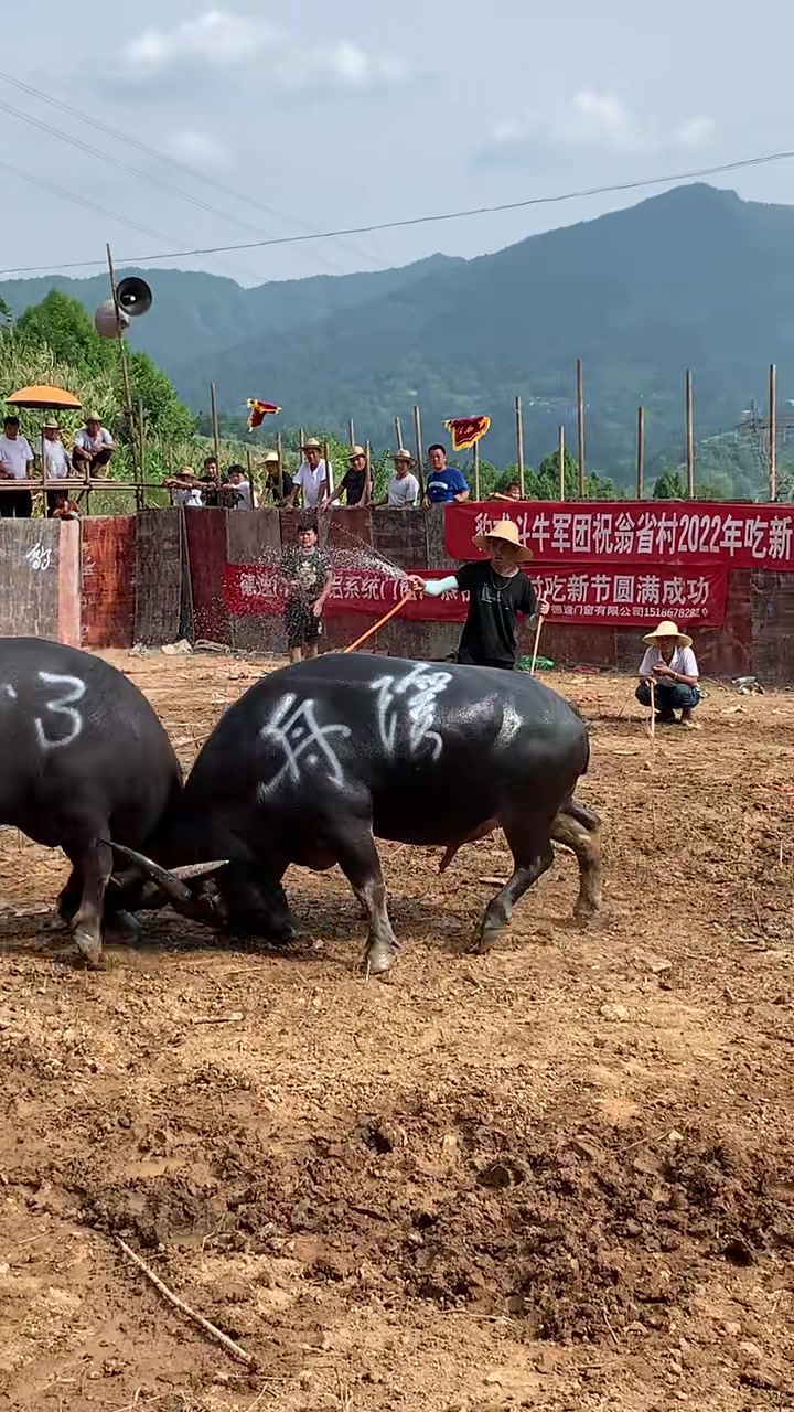 斗牛爱好者 牛气冲天 现场实拍 比赛现场