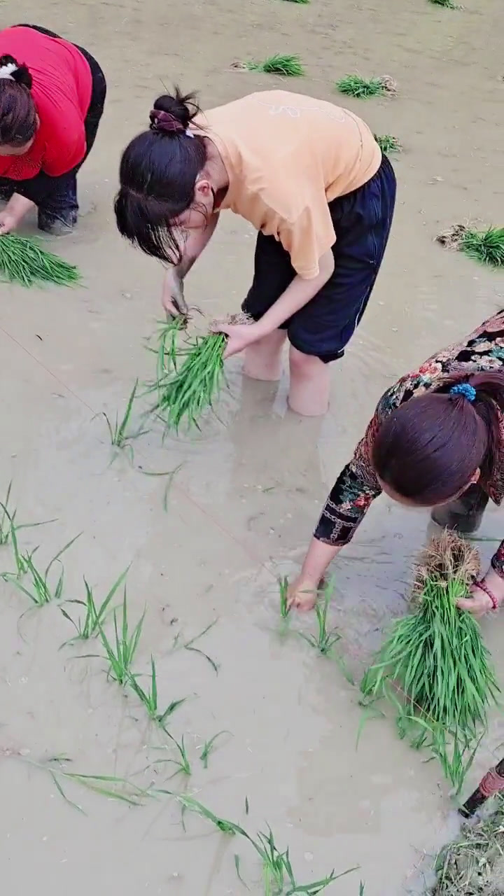 感谢左邻右舍帮我妈妈栽秧,我的小棉袄体验劳动的快乐!直得表扬