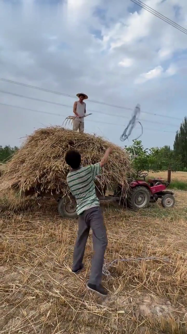 过了一年又到了割麦子季