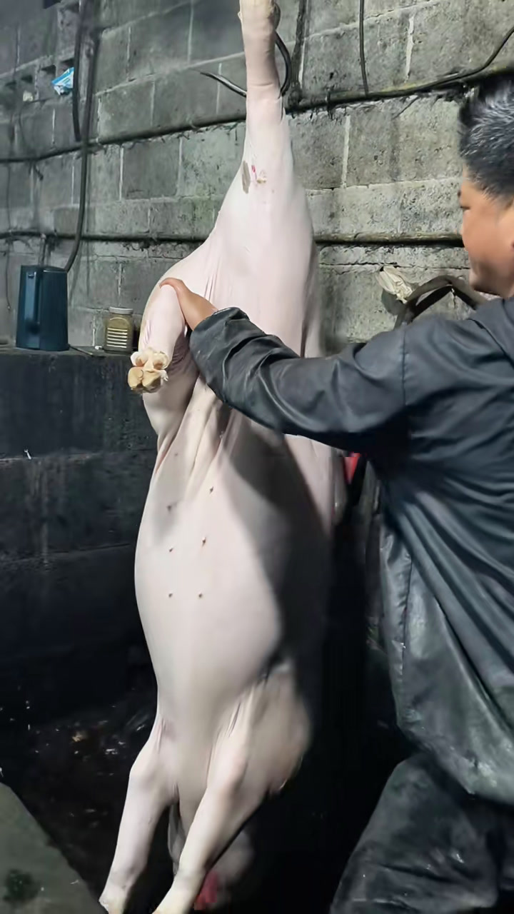 致富经土猪养殖视频(cctv致富经养猪视频全集)