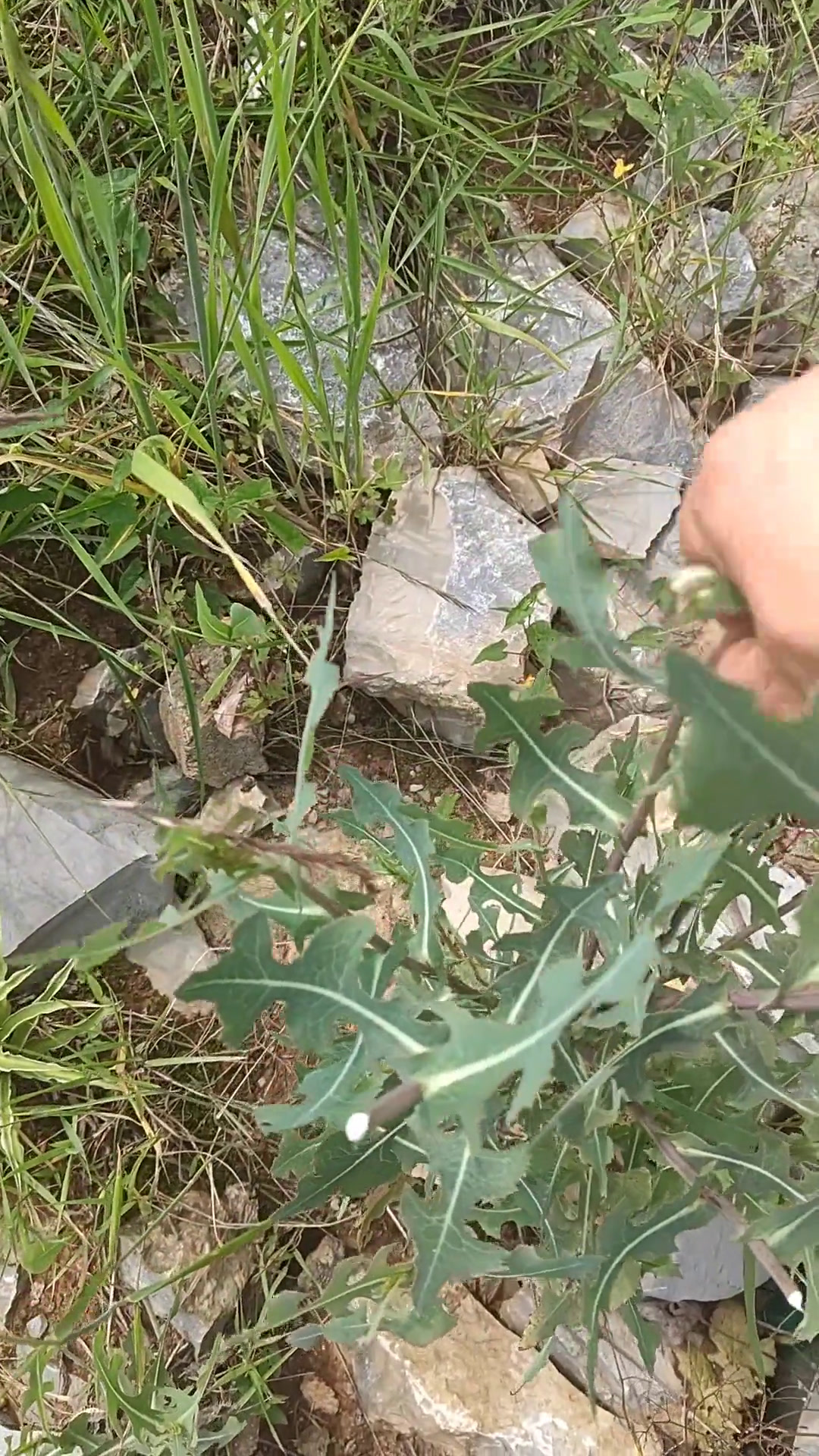 苦马菜 记录农村生活 传播正能量