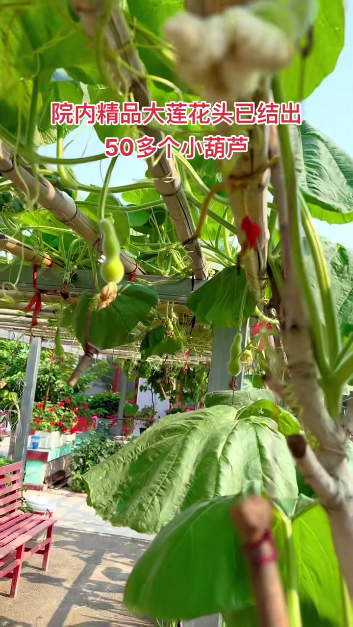 今年种的九棵大莲花头葫芦