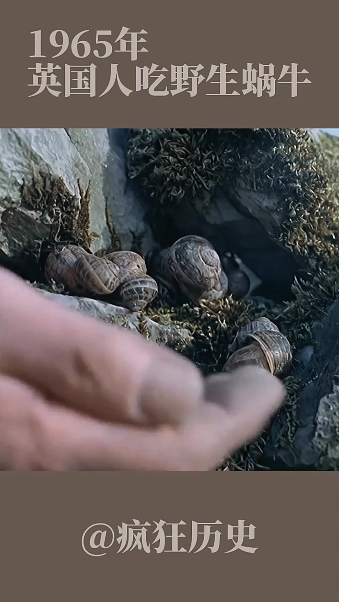 1965年 英国人吃野生蜗牛