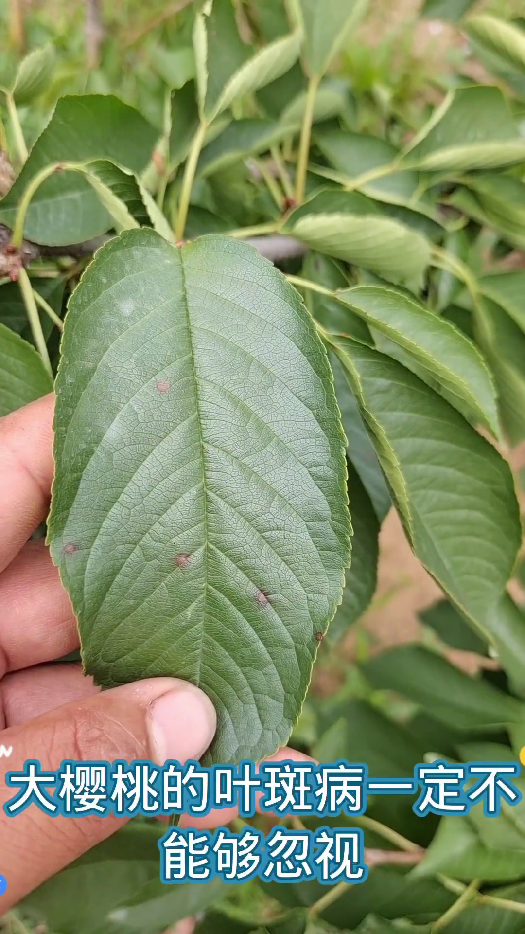 樱桃叶斑病千万不能忽视,一旦爆发,三种农药有效!