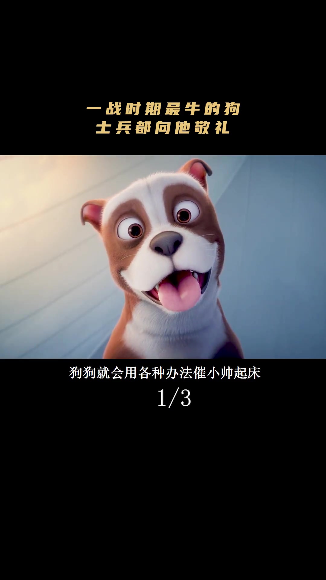 一战期间真实事迹,一条流浪狗狗成了美军中士《斯塔比中士》