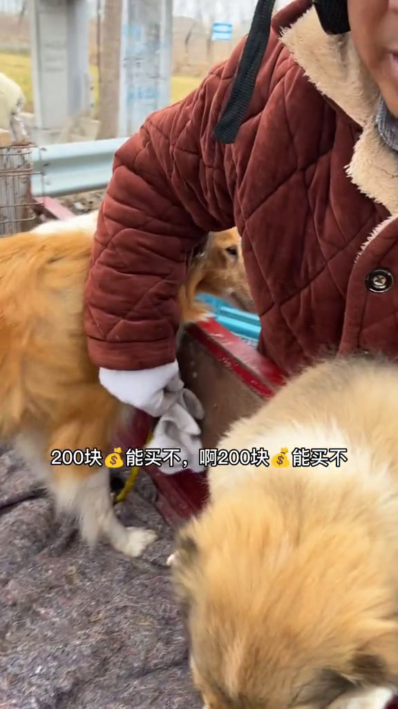 农村宠物市场买一只宠物狗到底需要多少钱?