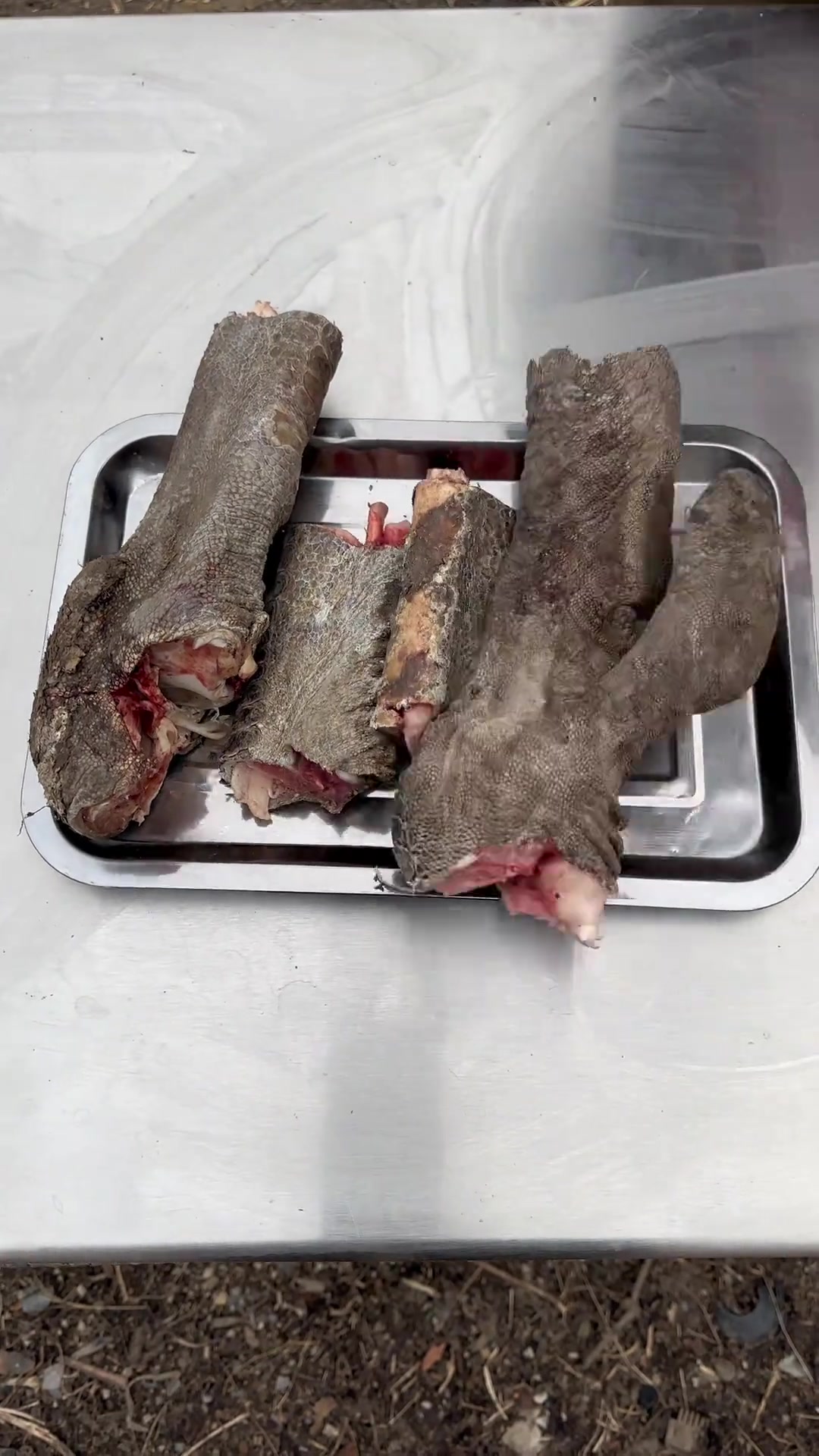 烧烤鸵鸟腿 铁蛋的美好生活