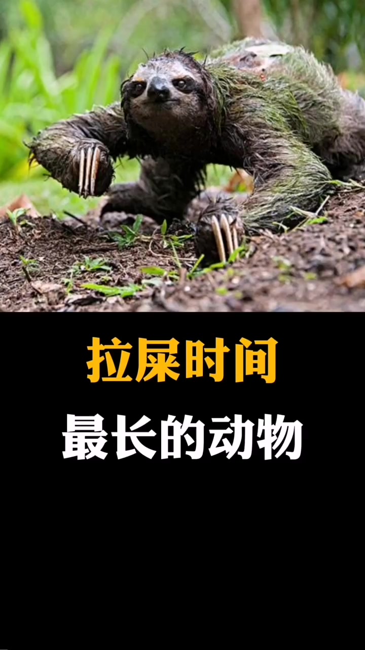 树懒%都死在拉屎途中!