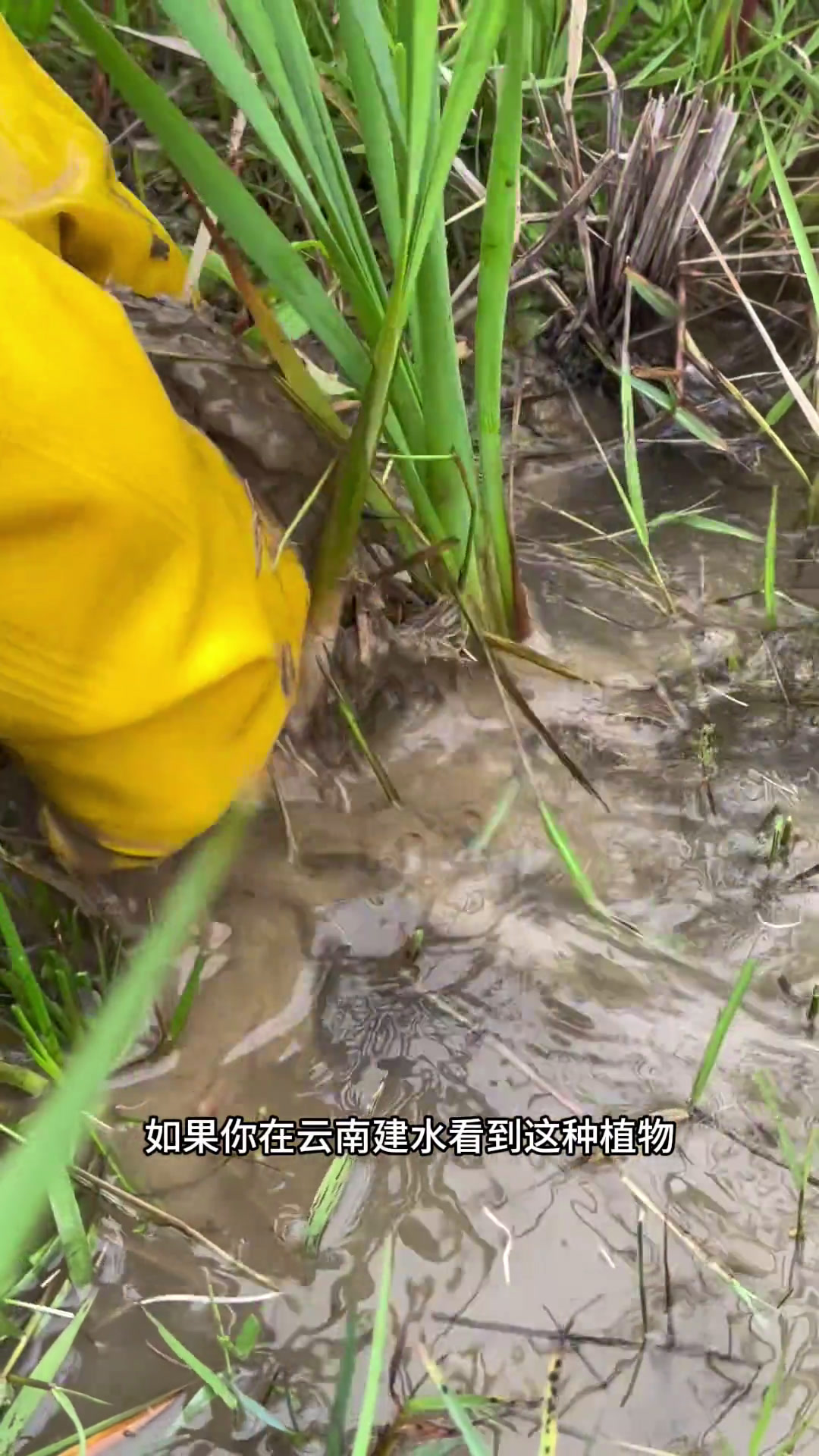 草芽是香蒲科植物的水下嫩茎,它是美味又难得的食材