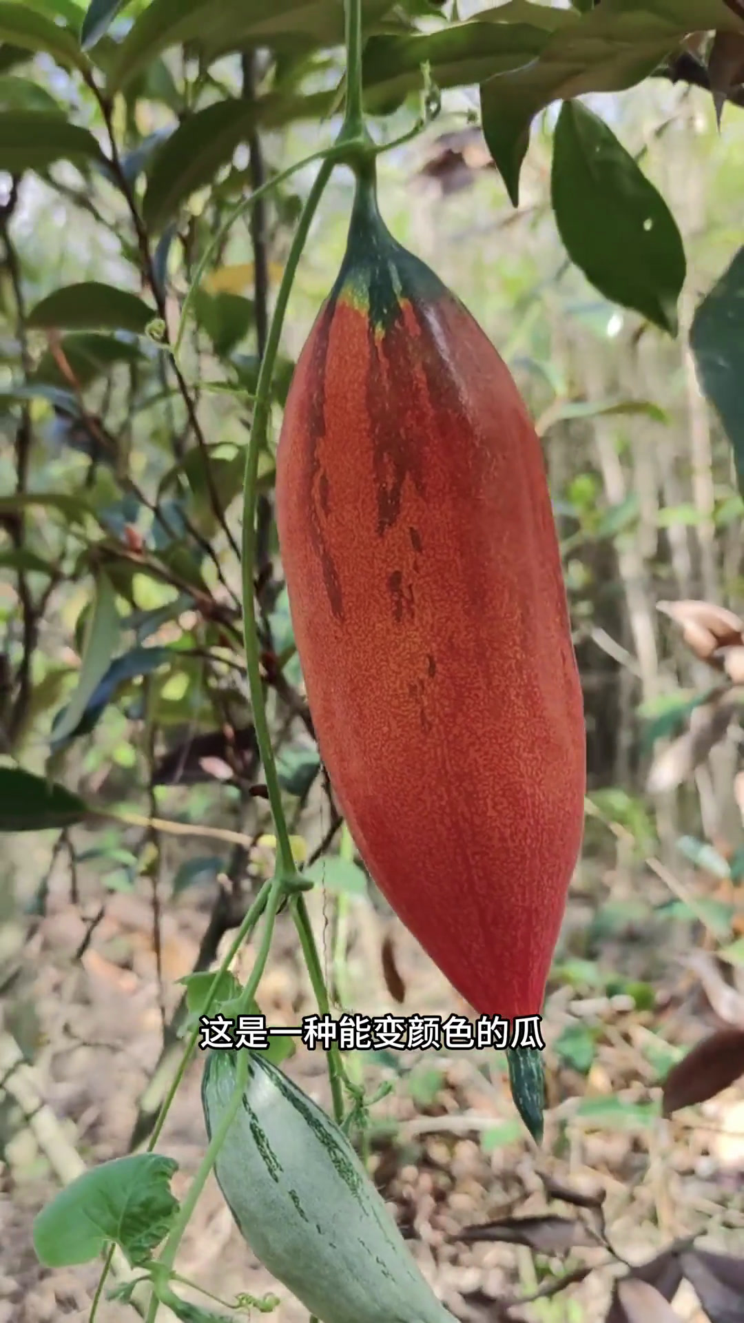 变色瓜也叫老鼠瓜,金芒果瓜,一种能变颜色的瓜