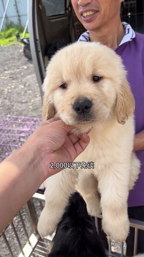 宠物市场买一只宠物狗能有多便宜?