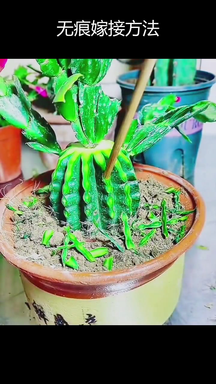 仙人掌嫁接蟹爪兰技巧