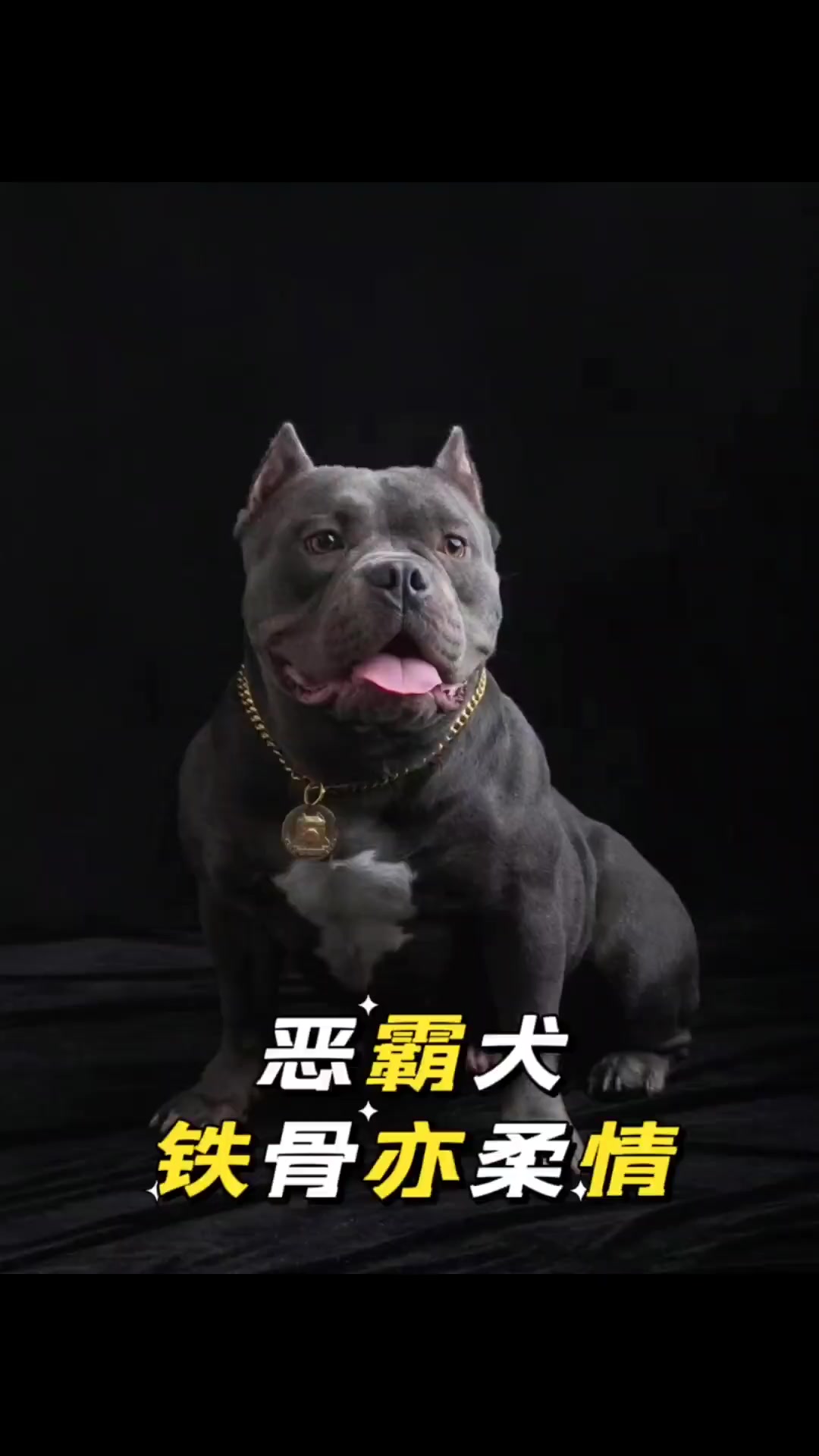 看似凶狠无比的恶霸犬,内心却有着铁骨柔肠!