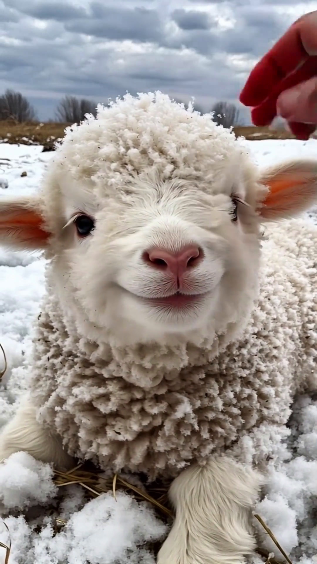 太可爱了,想rua它的心已达顶峰,毕竟谁能拒绝得了一只会笑的羊咩咩呢!