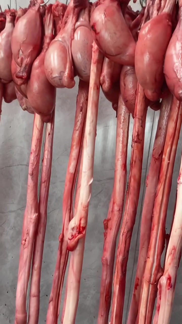 一米长的大牛鞭