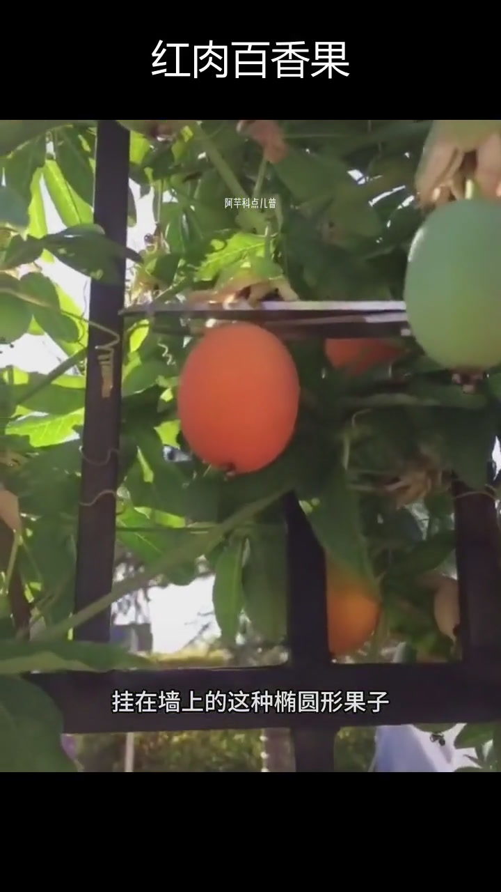 红肉百香果,南美原产,国内栽培尚需时日