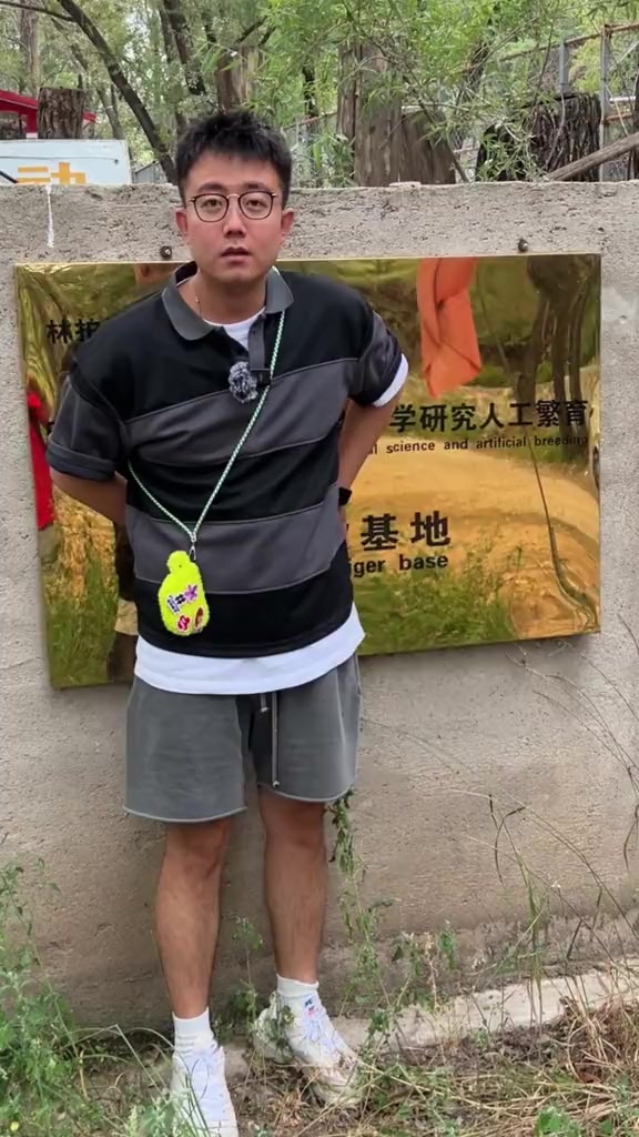 李明义大叔(人称虎哥)20年前捡到的4只小金渐层,已经长成了70多只东北