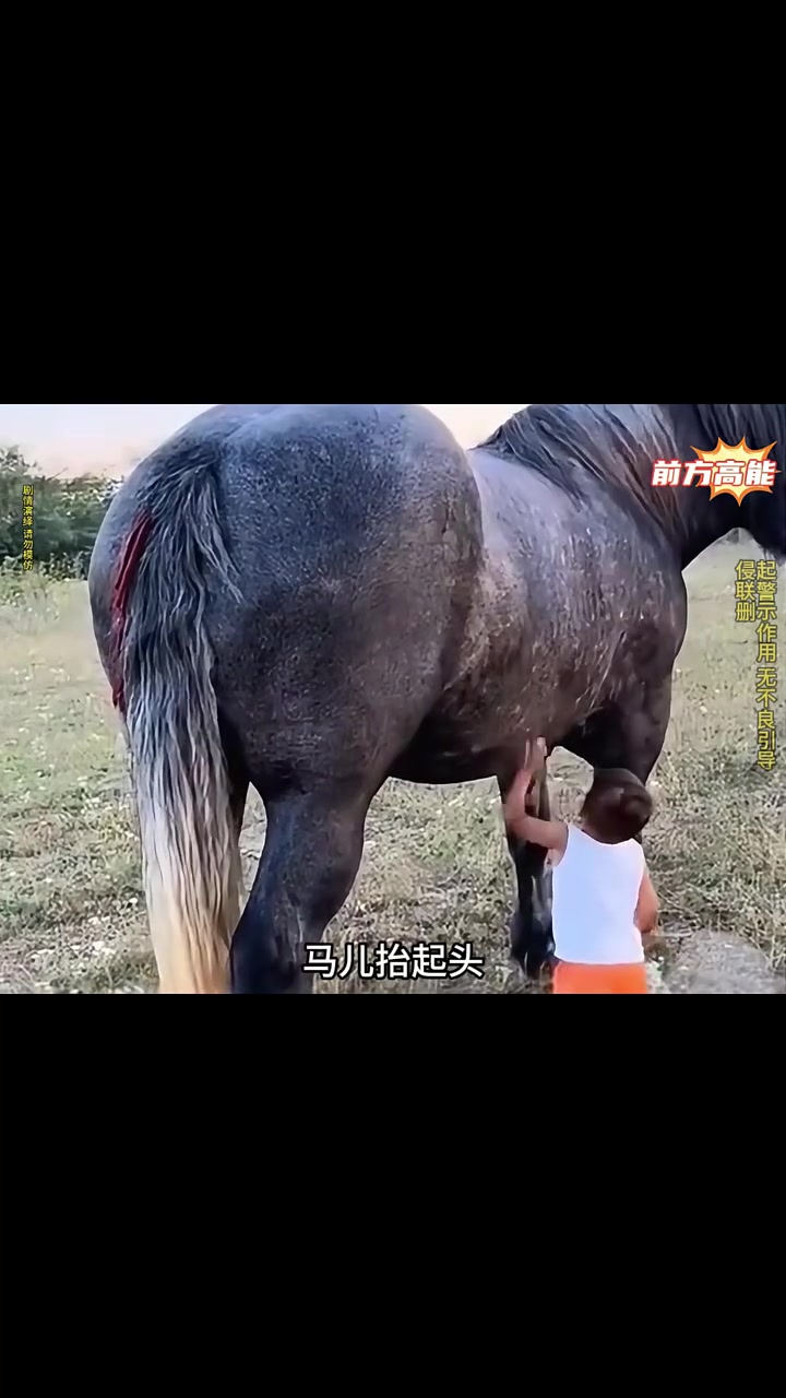 温顺听话的马儿