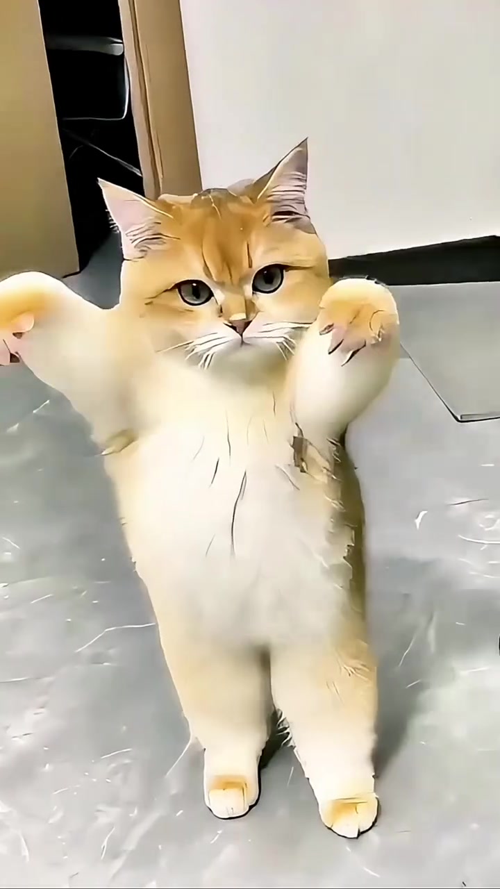 才艺猫：宠物行业新风尚