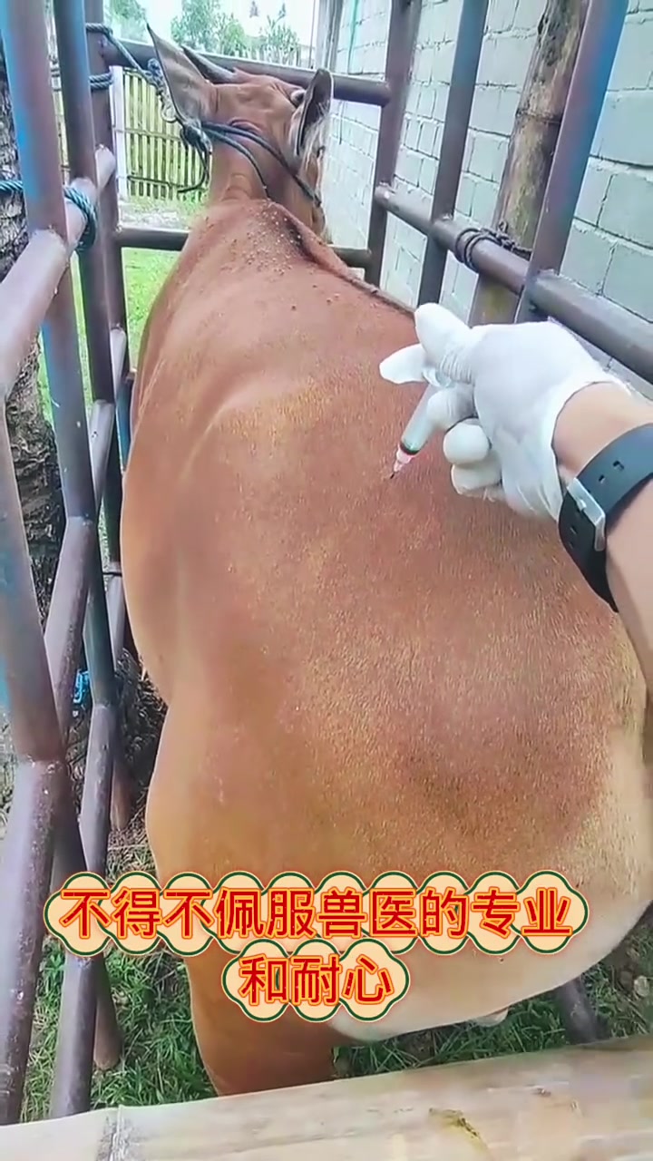 给牛打针的名场面