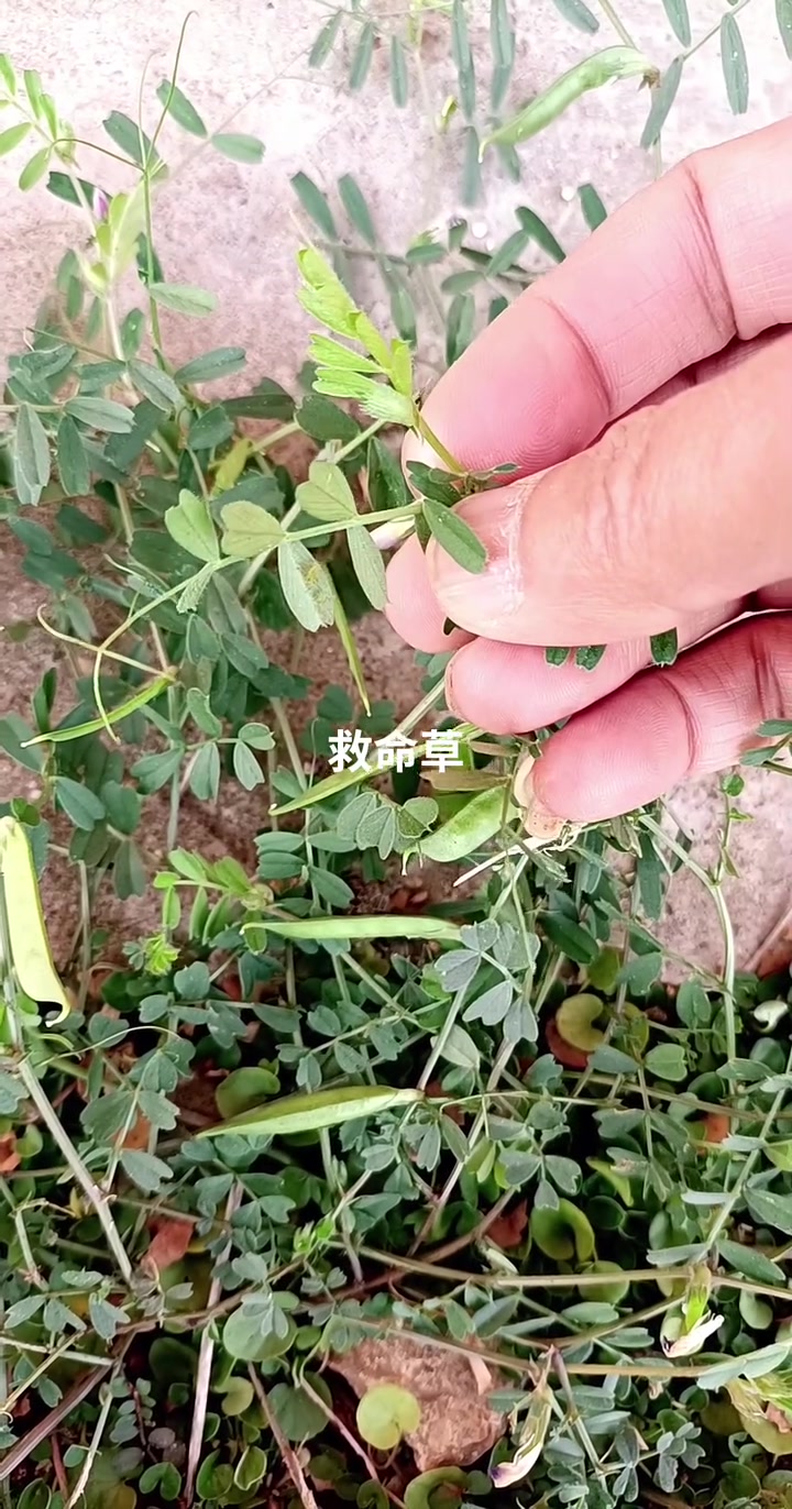 救命草