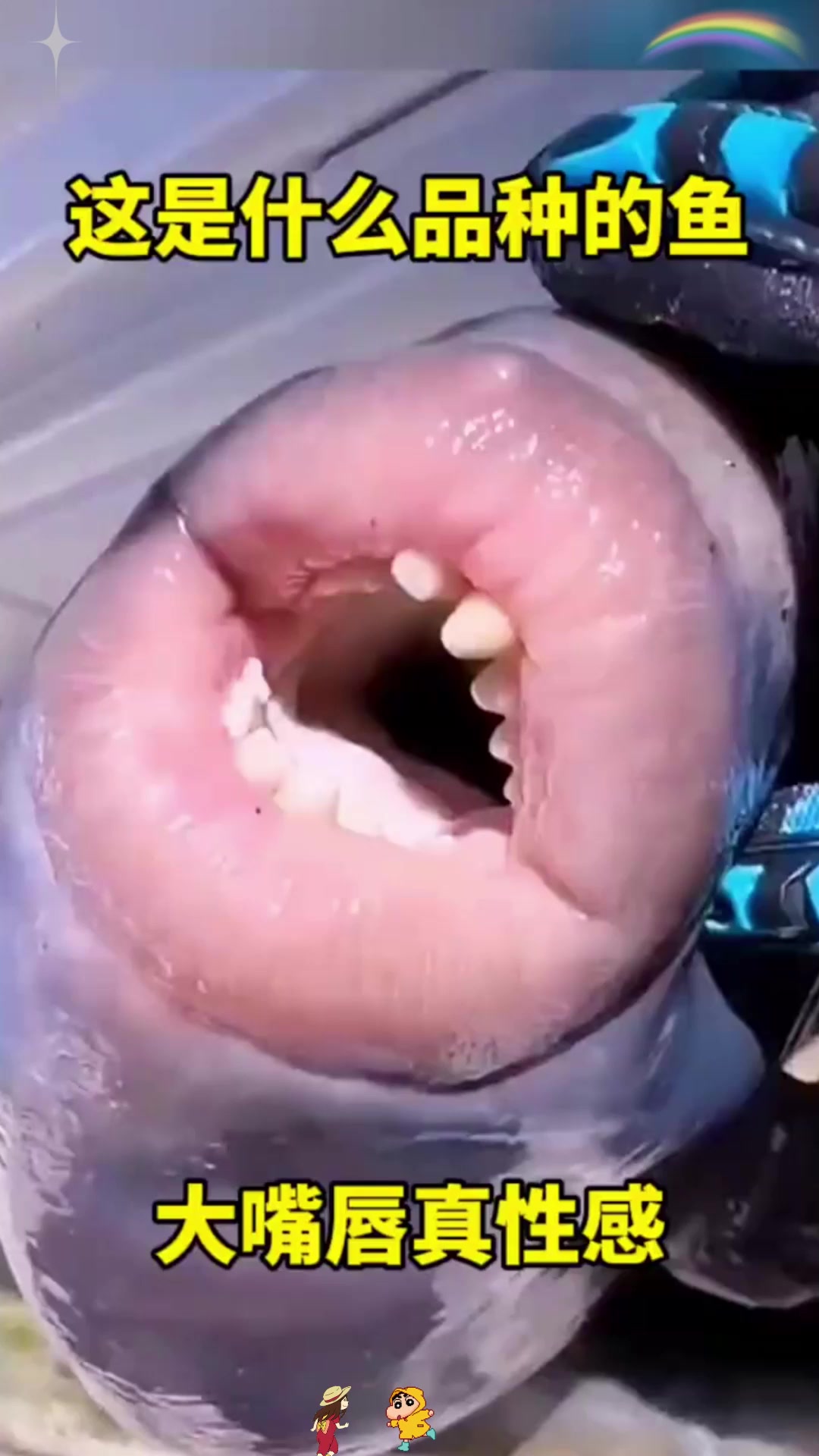 这是什么品种的鱼,大嘴唇真性感