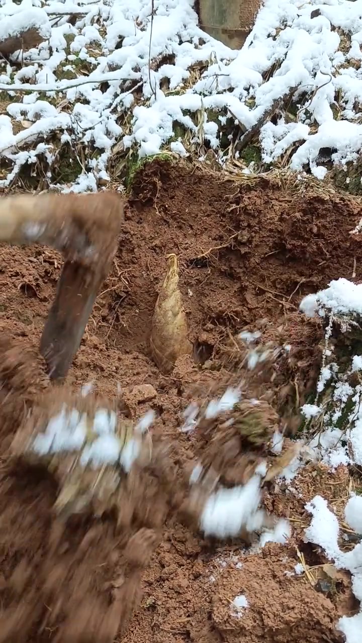下雪天找笋是比较困难,要找雪少的地方挖,下面就有货,因为笋也有温度