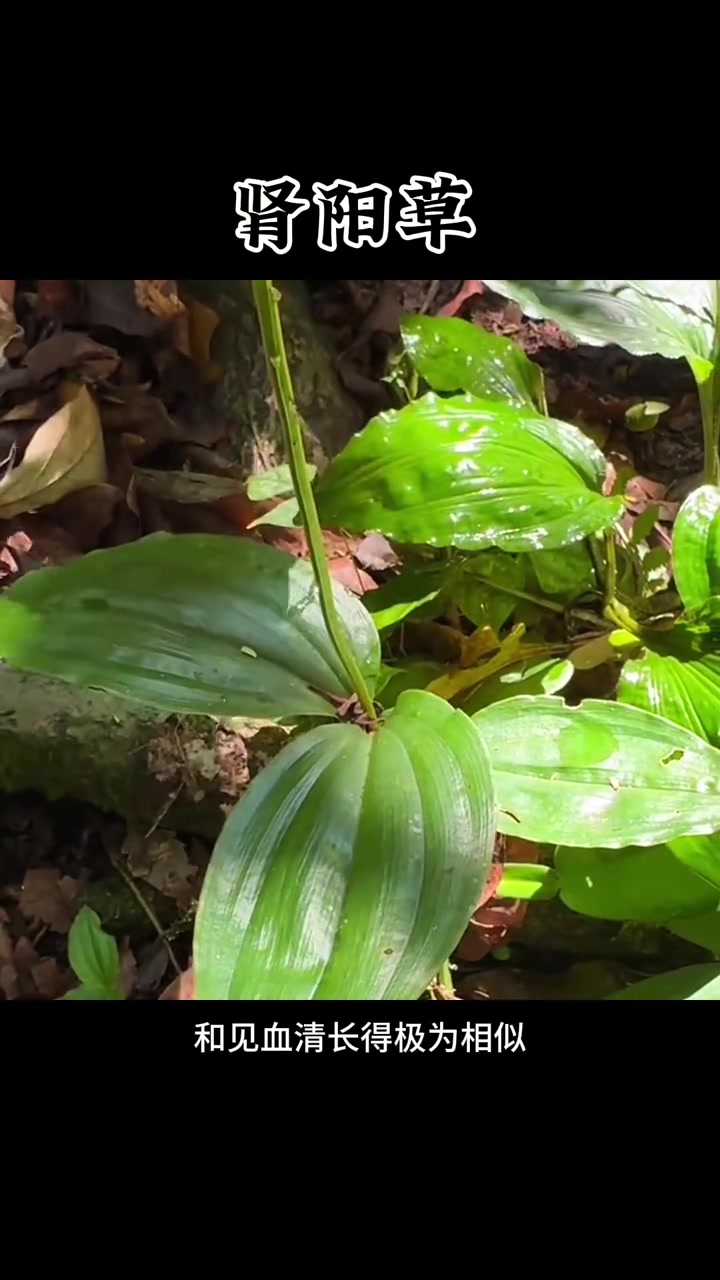 肾阳草也叫双肾草,鸡肾参等,一般喜欢生长在阴凉的从林中