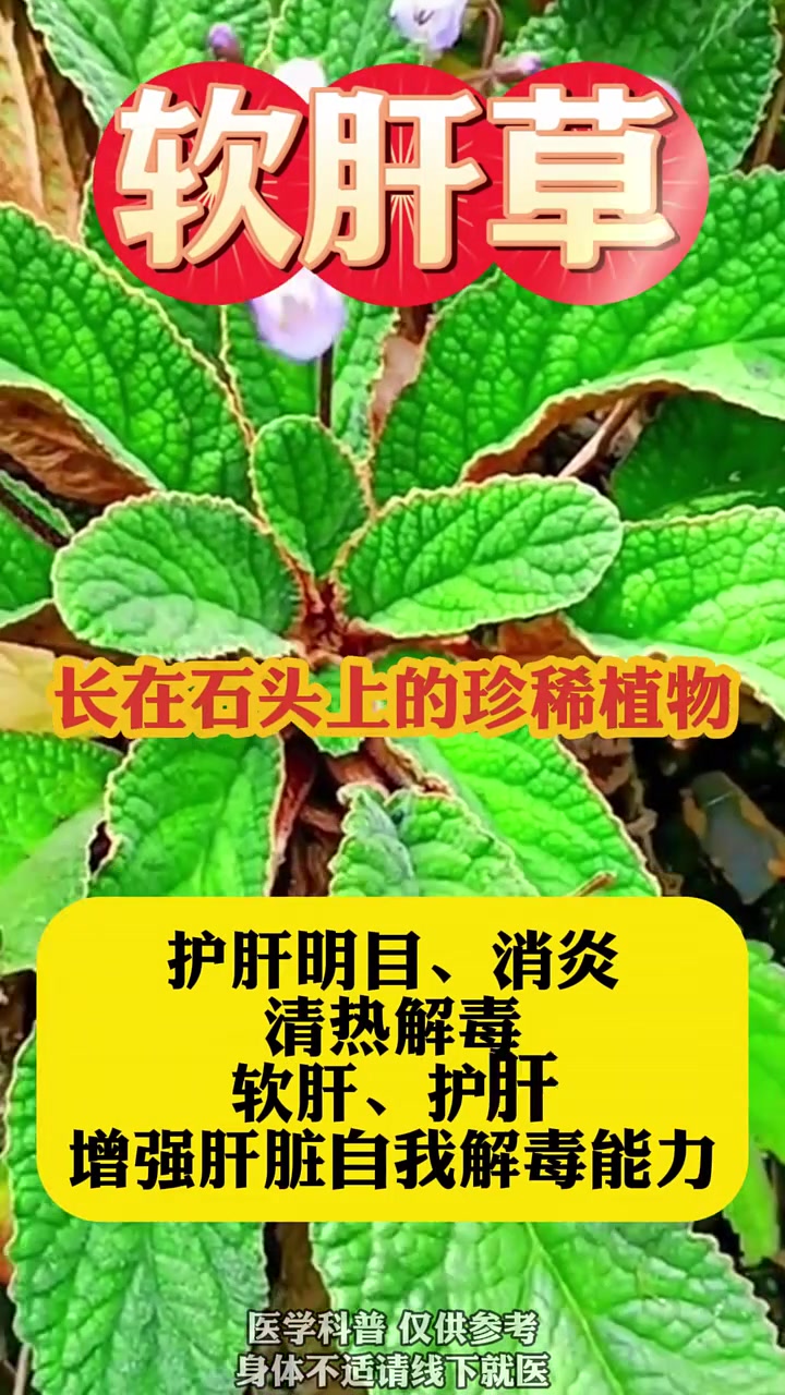软肝草 养肝护肝