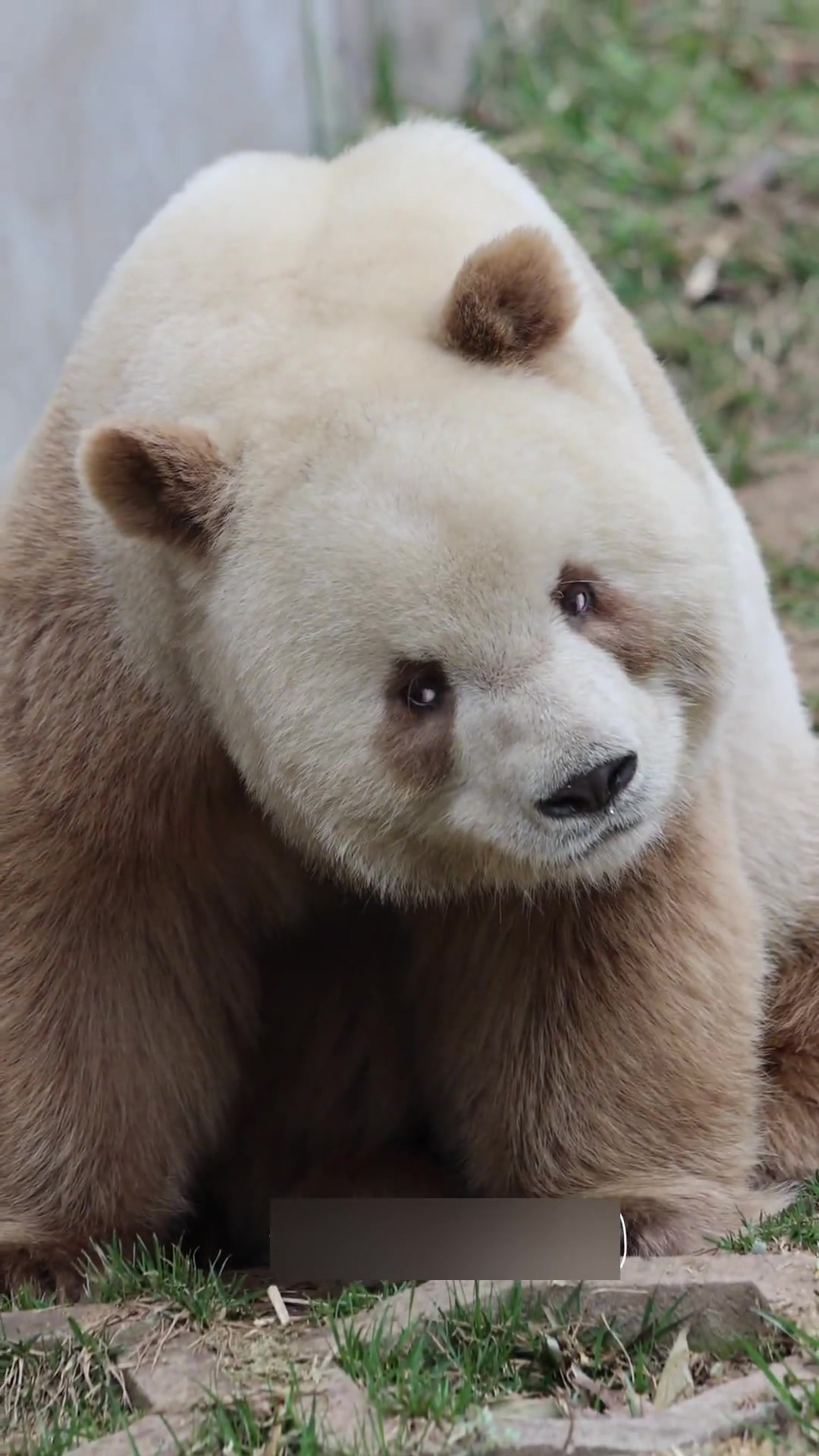 七仔:圆头胖宝宝,萌态十足,熊猫界新宠
