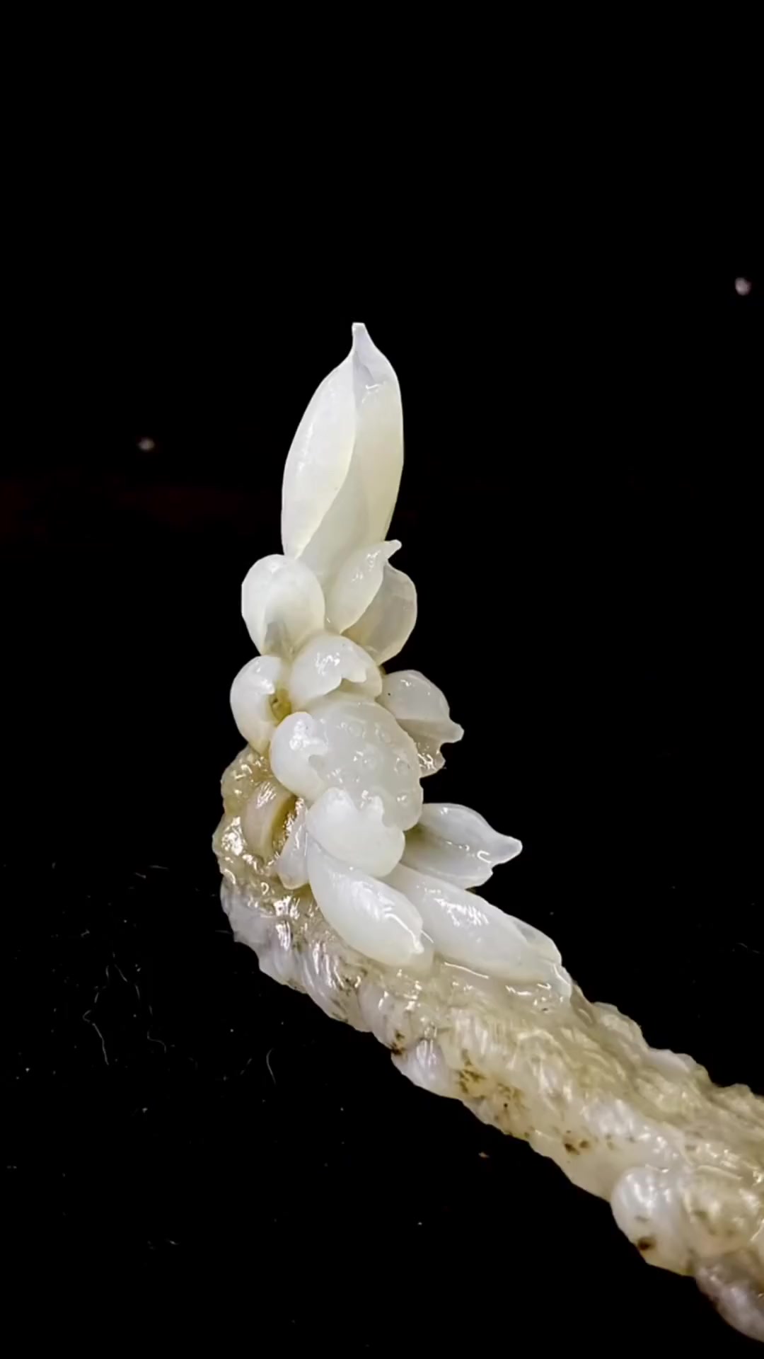 玉雕莲花与佛像的完美结合,花开见佛寓意深刻