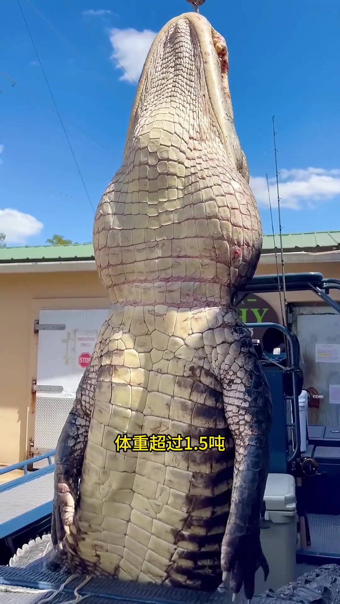 湾鳄,参加过二战的鳄鱼,也是世界上最大的鳄鱼,动物科普