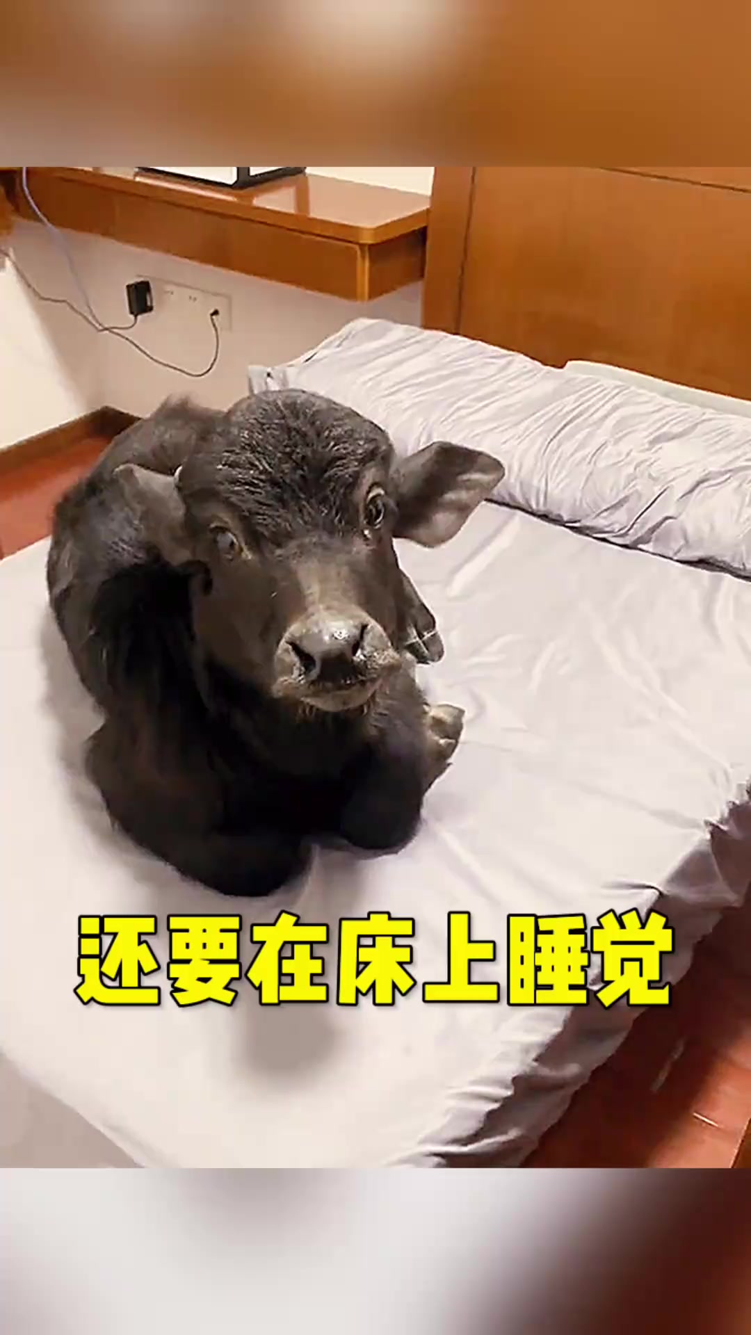 牛的奢华生活:竟然还会进屋睡觉,引发主人担忧!