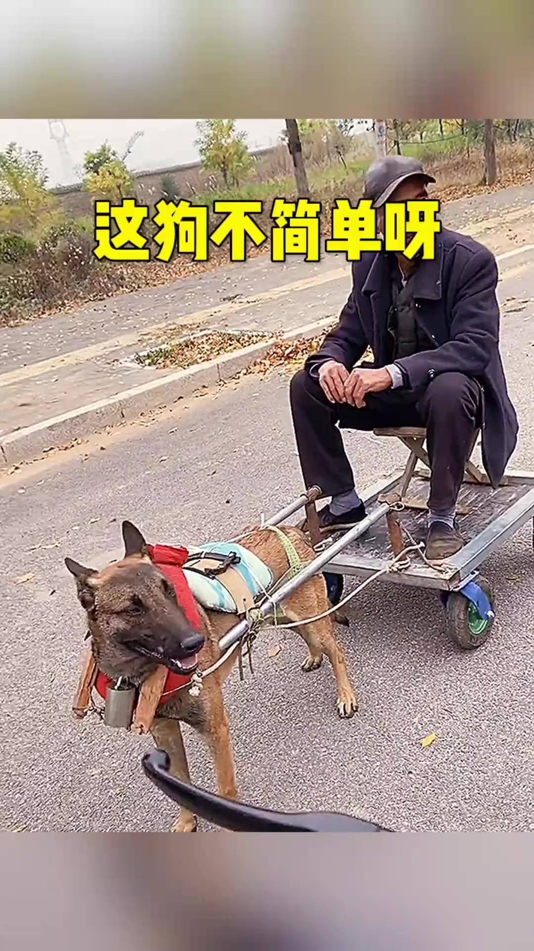 惊呆了!这只狗不仅会拉车,还能倒车入库,真的太厉害了!