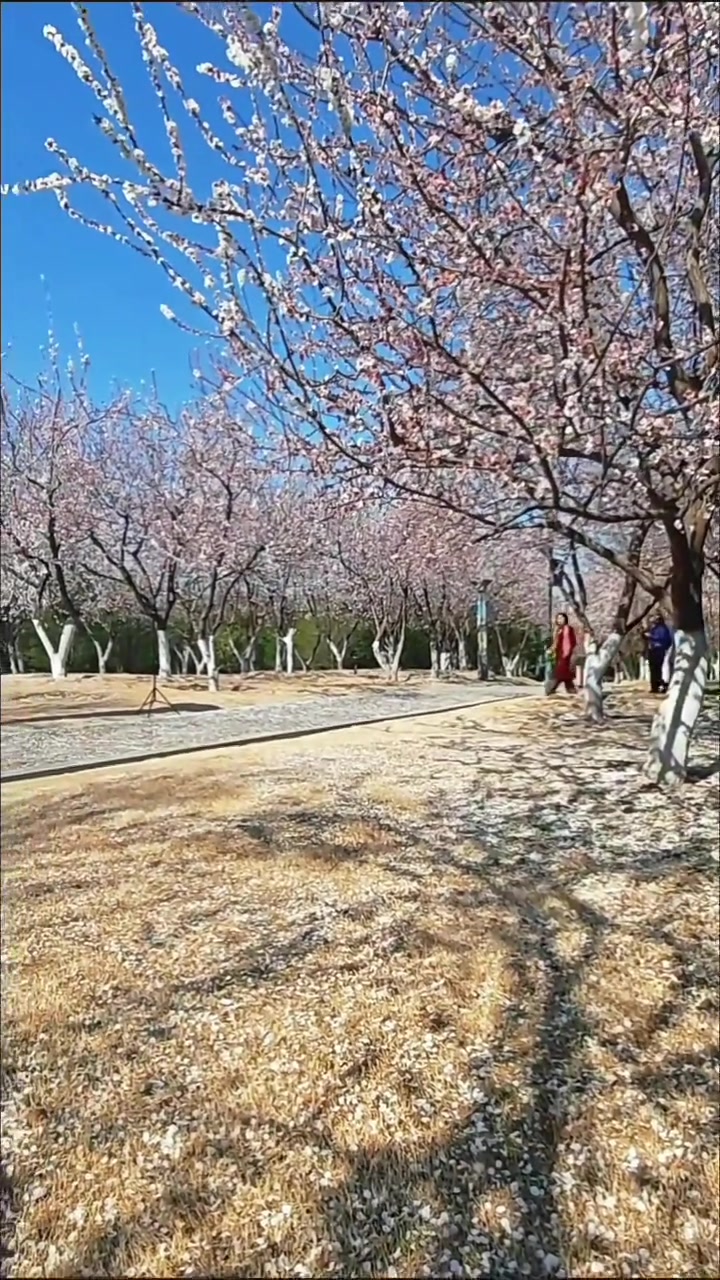 杏花落下春日画卷