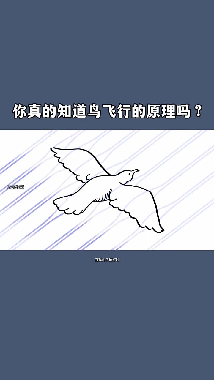 鸟的飞行原理