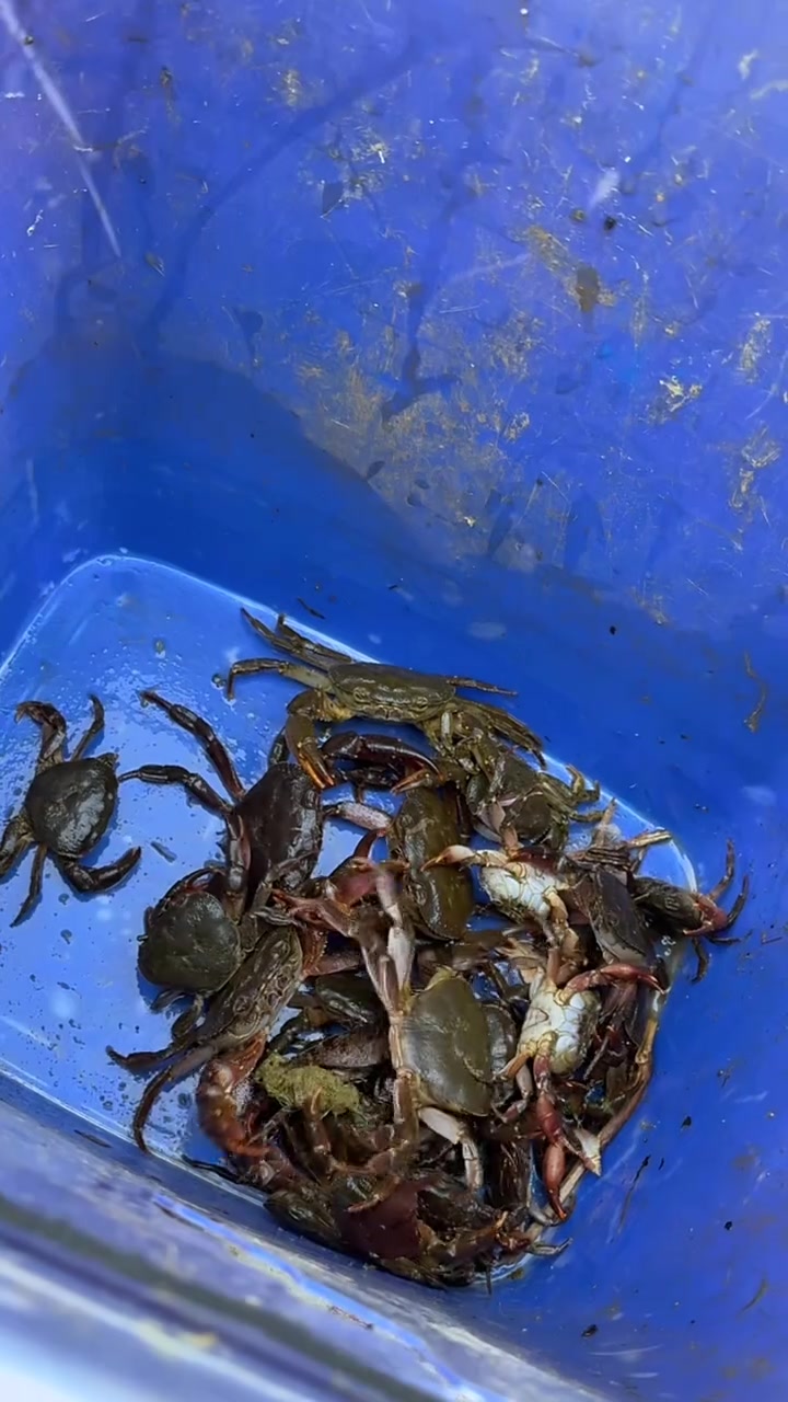 这山螃蟹虽然没有大闸蟹肉多,但是比大闸蟹好吃