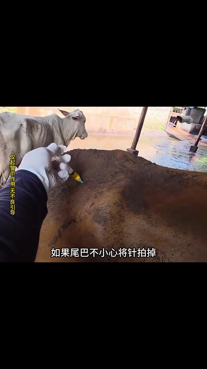 男子给牛扎针
