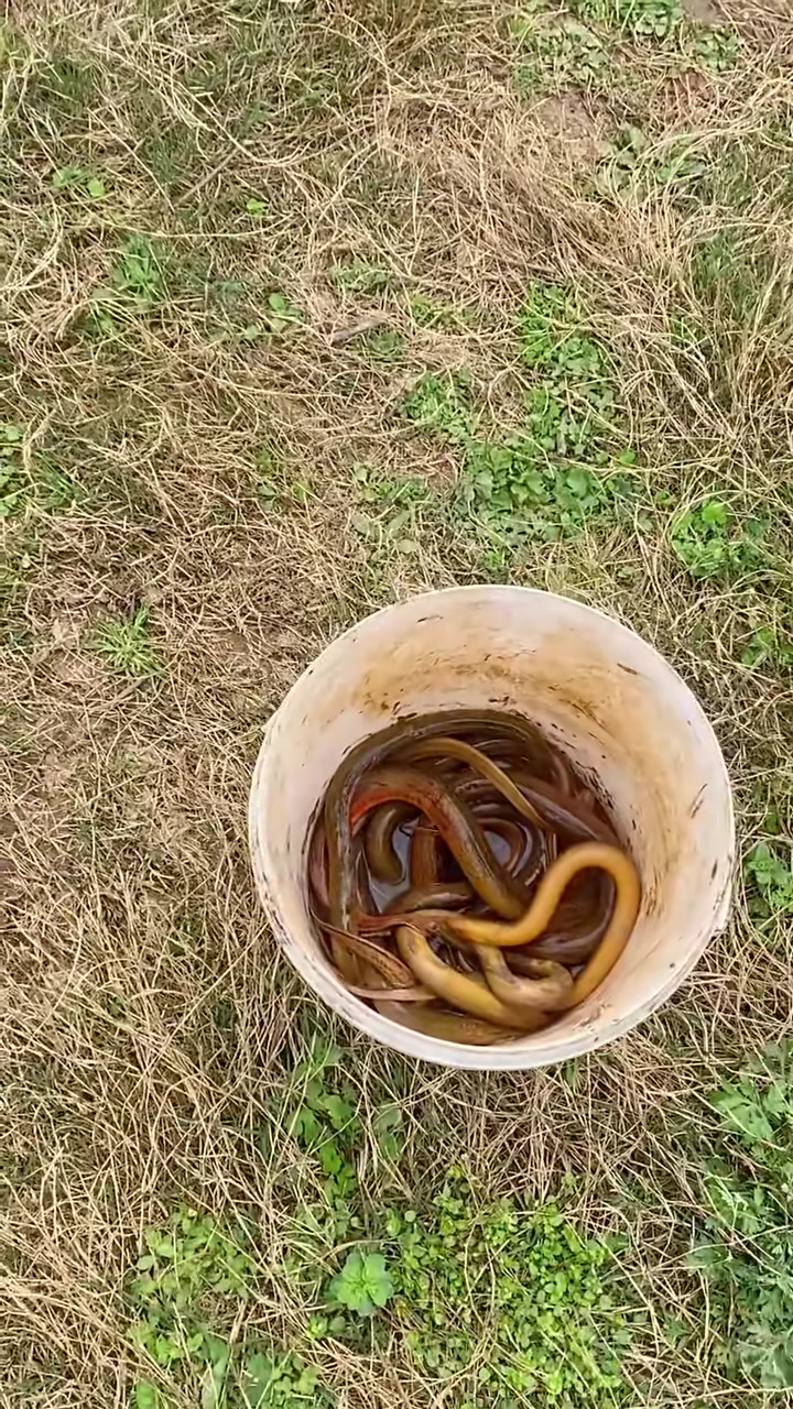 来地里抓黄鳝,好多哟!