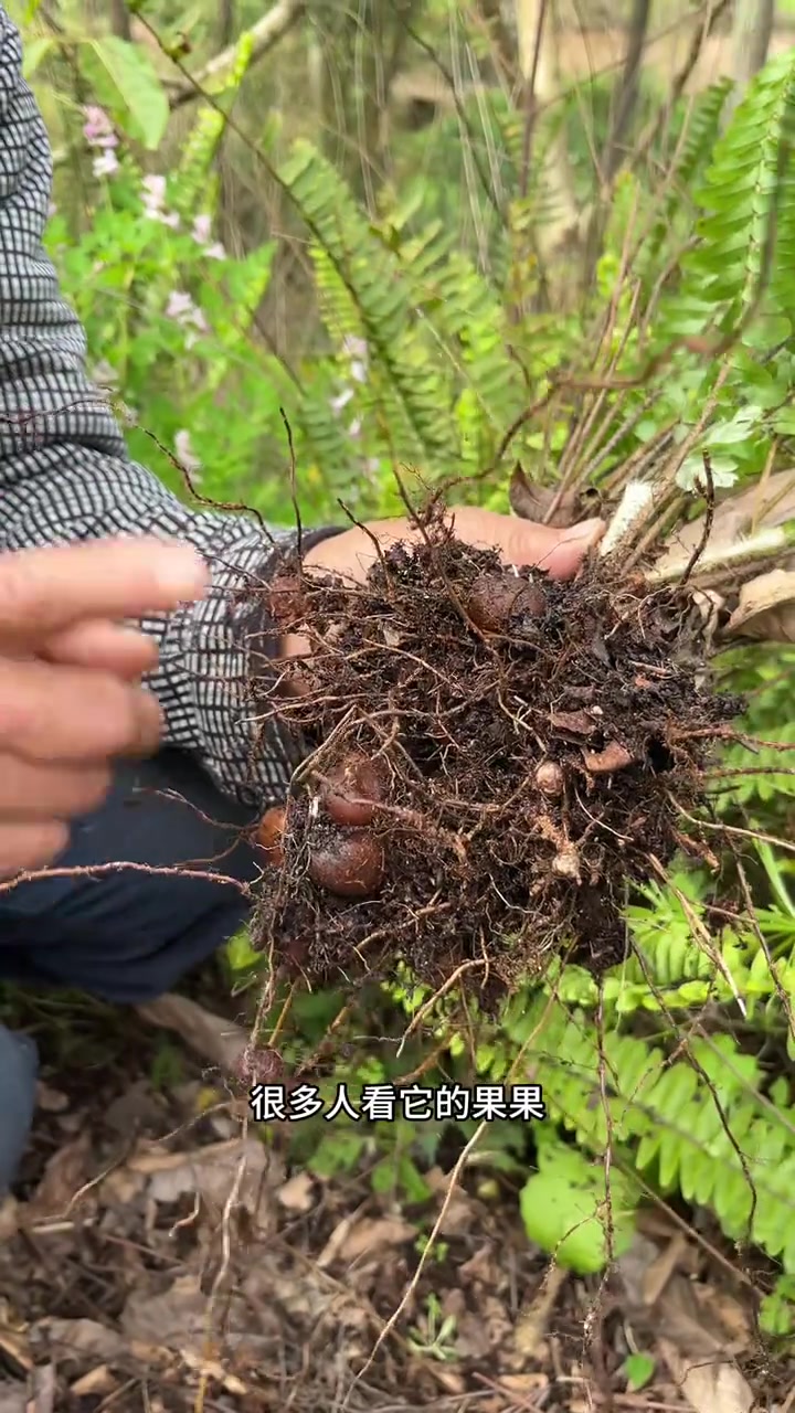 凤凰蛋,又叫金鸡凤凰蛋,一种会下蛋的植物