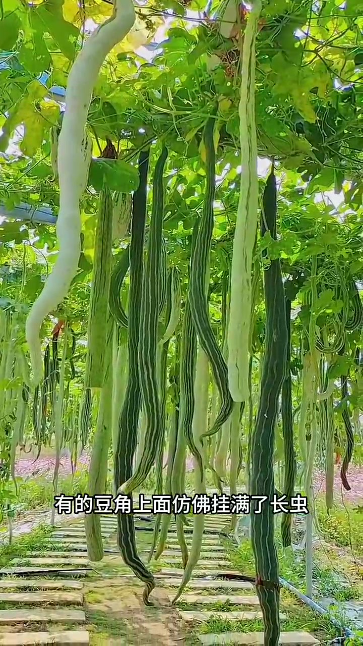 第一次见到这么大的豆角
