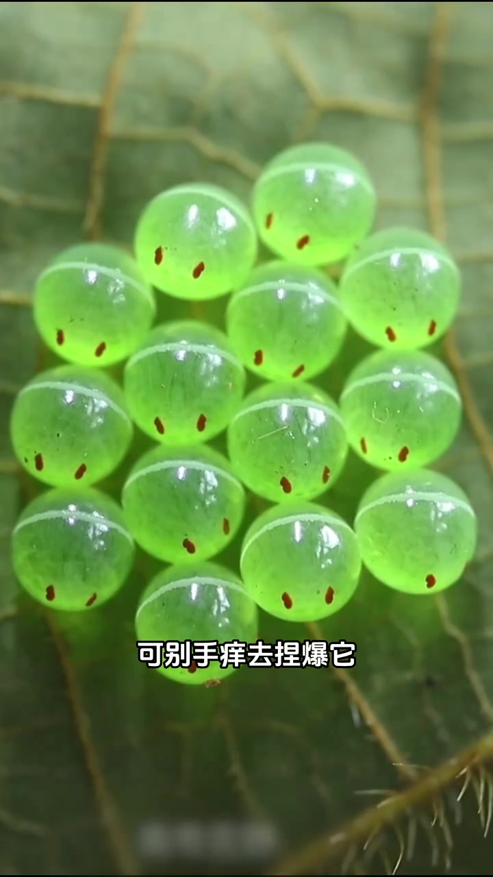 又到一年一度臭屁虫产卵盛期了 荔蝽 臭屁虫 快成长计划