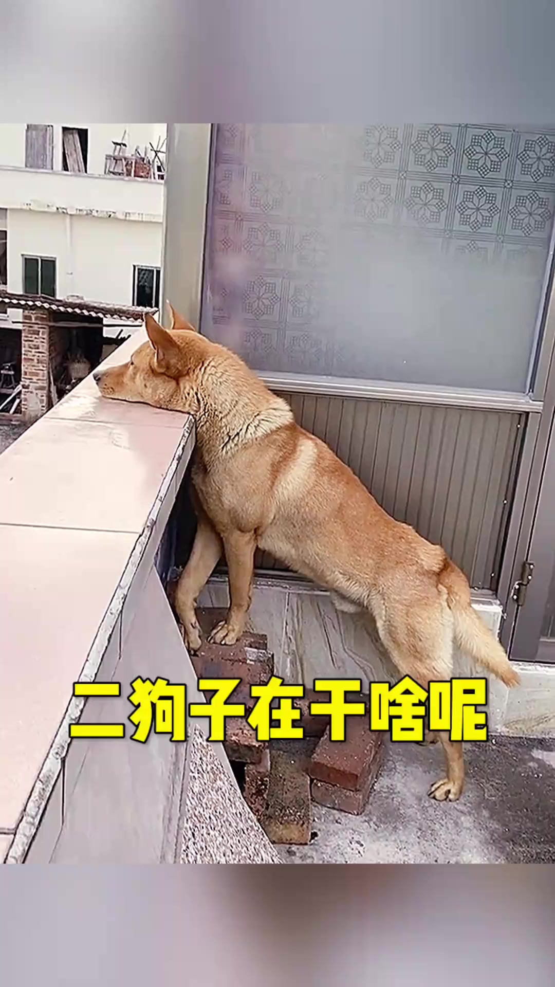 二狗子,你总是凑热闹,别再围观邻居争吵了,回家吧!