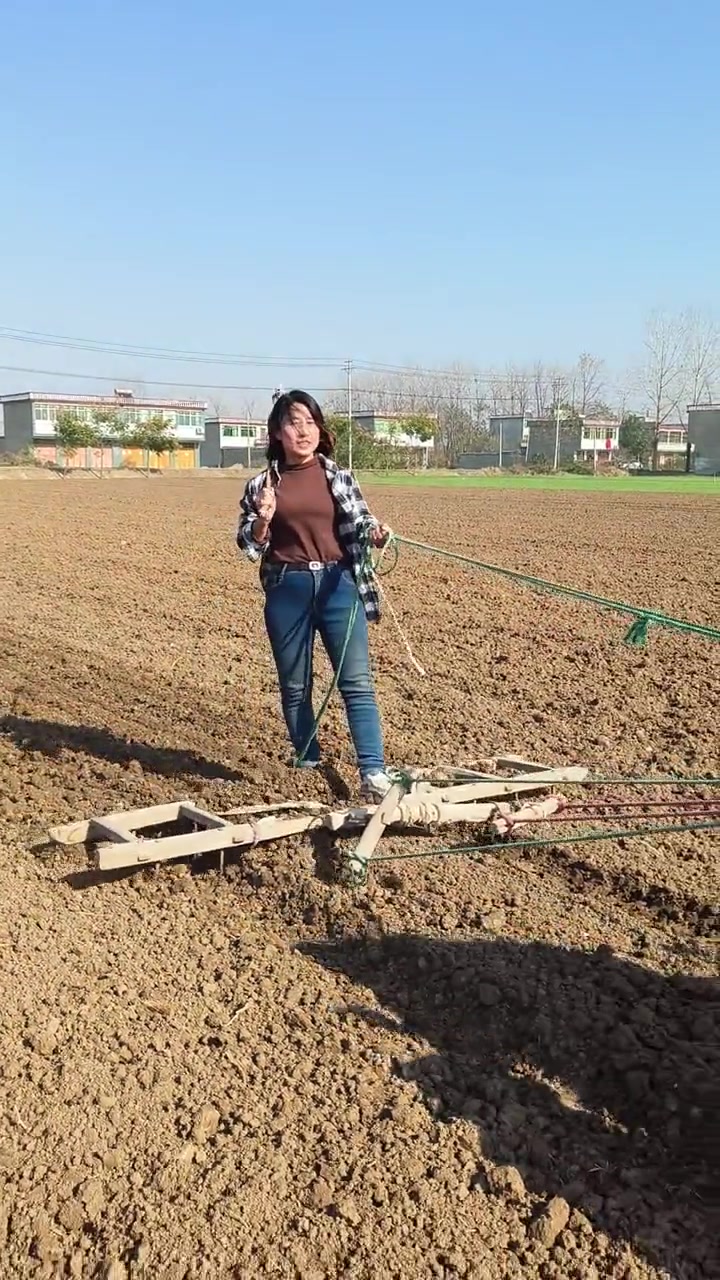 明天有雨今天把种红薯地耙耙