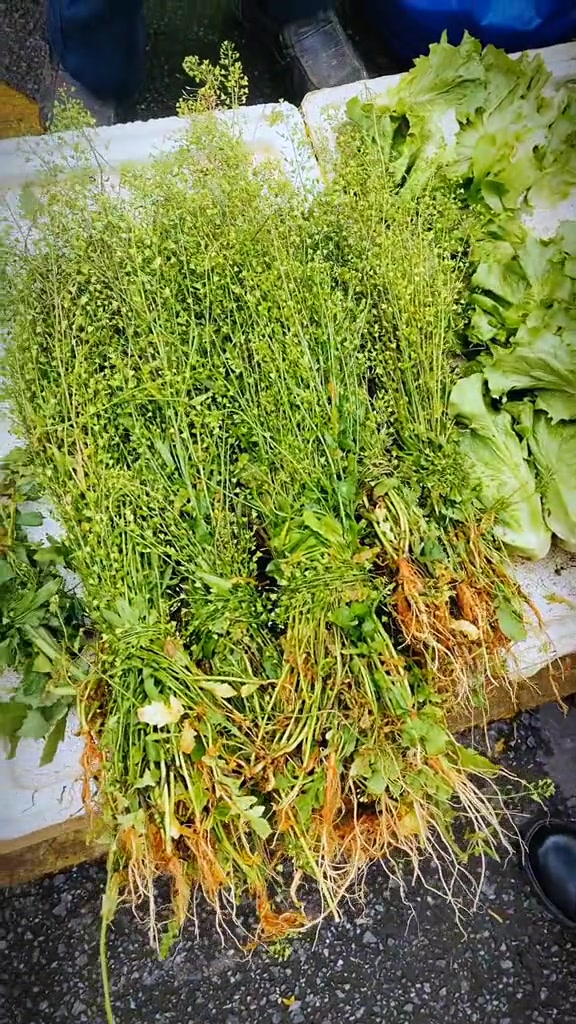 又是一年三月三,地菜子,你买了没有?