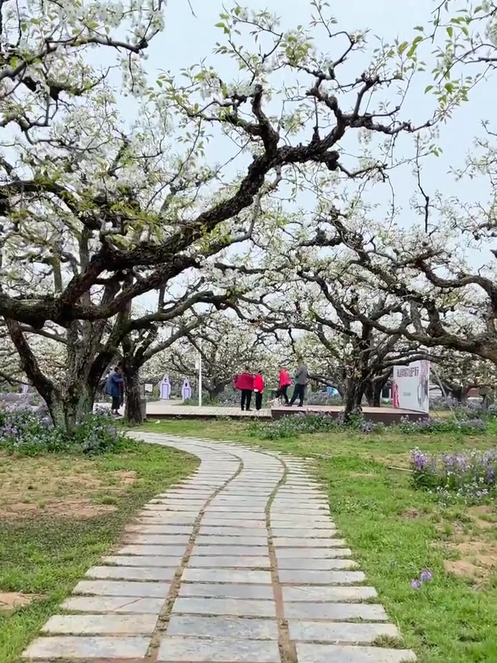 砀山梨花节,梨花盛开,赏花正当时!